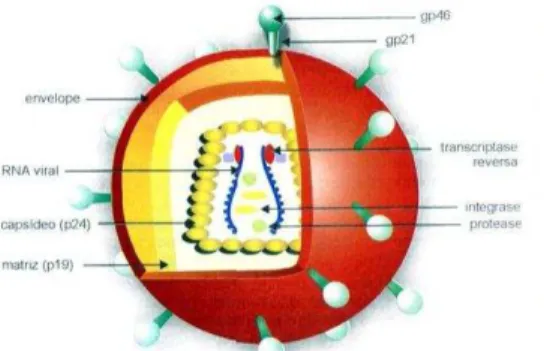 Figura 3 - Representação esquemática da partículado HIV 1 e 2  Fonte: Oliveira (2005) 