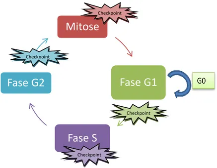 Figura 1.2 – Fases do ciclo celular e respetivos “Checkpoints”. 