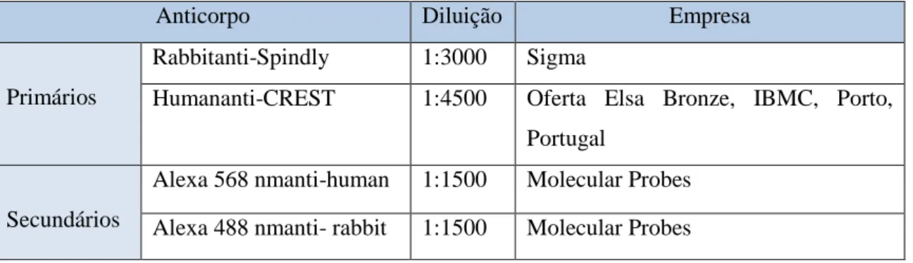 Tabela 2. 1 - Anticorpos primários e secundários usados para a realização da técnica de  imunofluorescência, para comprovar o silenciamento da proteína Spindly