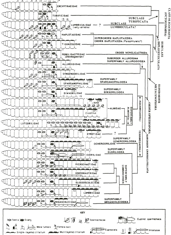 Figura 1. Cladograma representando as relações filogenéticas entre famílias de Oligochaeta