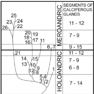 Figura 4. Dendrograma das relações entre os  gêneros de Glossoscolecidae.  1, Aicodrilus; 2,  Inkadrilus;  3,  Quimbaya;  4,  Martiodrilus;  5,  Thamnodrilus;  6,  Atatina;  7,  Aymara;  8,  Eudevoscolex; 9, Goiascolex; 10, Andiorrhinus; 11, Andiodrilus; 1