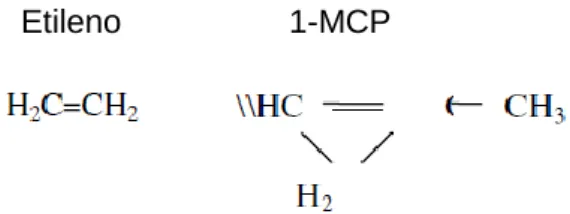 Figura 1 – Estrutura molecular do etileno e do 1-metilciclopropeno. 