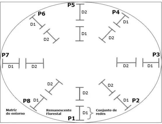 Figura 2: Desenho experimental para amostragem de aves de sub-bosque de remanescentes de Mata Atlântica do  estado da Paraíba  com a utilização de  redes de neblina,  indicando a disposição hipotética  das redes em um  remanescente florestal