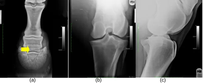 Figura 12: Imagens radiográficas – (a) Projeção DP 45º da extremidade distal do MAD; (b) Projeção  caudo-cranial; (c) Projeção LM da articulação FTP