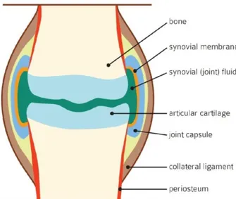 Figura 2: Representação da estrutura das diartroses  ( www.horsejournals.com/equine-joint-disease 