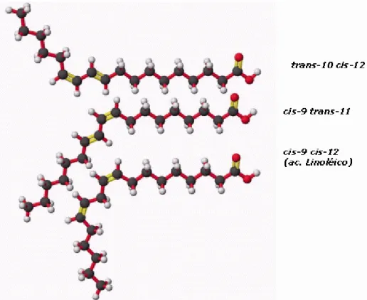 Figura 1: Estrutura química dos principais isômeros do CLA (trans-10 cis-12 e cis-9 trans-11) e do  seu principal precursor, o LA 