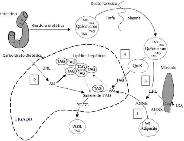 Figura  3:  Vias  metabólicas  do  acúmulo  de  gordura  no  fígado.  DNL  (de  novo  lipogênese);  TAG  (triacilglicerol); AG (ácido graxo); QmR (quilomícron remanescente); AGNE (ácido graxo  não  essencial);  LPL  (lípase  lipoprotéica)