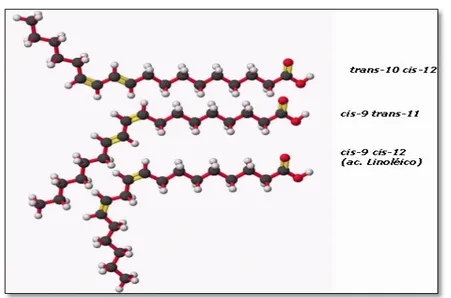 Figura 3  –  Estrutura dos isômeros t10c12CLA, c9t11CLA e c9c11 ácido linoléico. 