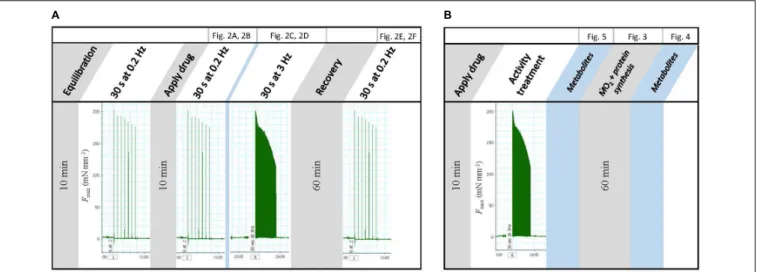 FIGURE 1 | Schematic of experimental design. (A) Contractility study. (B) MO ˙ 2 , protein synthesis, and metabolite levels.