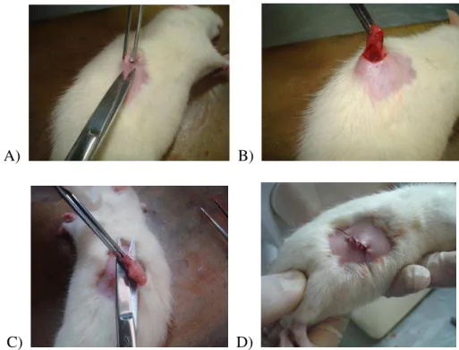 Figura 4: Ovariectomia: A) Excisão da epiderme; B) Excisão da musculatura; C)  Exposição e extração do ovário; D) Sutura 