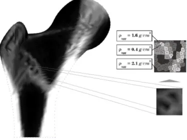 Figure 5.3 - Isomap representing the trabecular architecture of the femoral bone. 