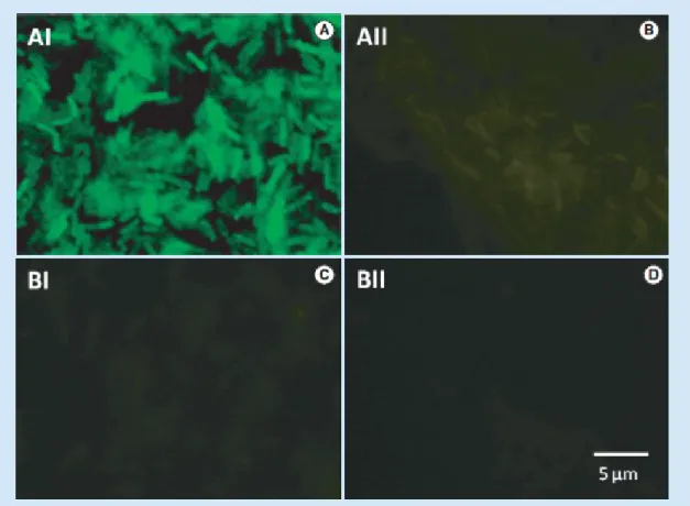 Figure 1. Peptide nucleic acid-FISH results for the EUB338 peptide nucleic acid probe