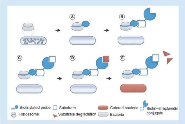 Figure 2. In situ hybridization procedure used in this work.  A biotinylated  PNA  probe,   targeting  rRNA  conserved  regions  of  the  target  bacterium,  is  added  (A)