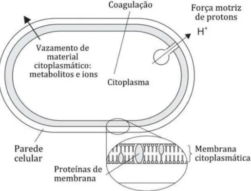Figura 4.  Representação dos mecanismos e locais da célula bacteriana que parecem ser sítios de  ação para os constituintes dos óleos essenciais  (Adaptada de Burt, 2004)