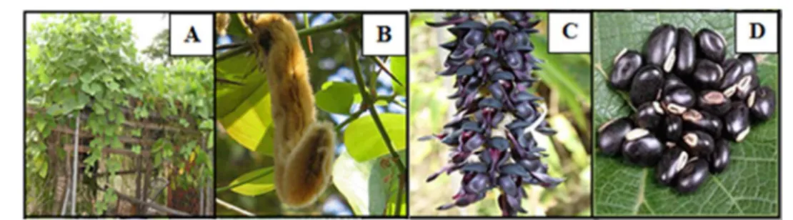 Figura  2.  Ilustração  da  Mucuna  pruriens  em  diferentes  estágios  da  produção:  árvore  (A),  vagem (B), flores (C) e grãos (D)
