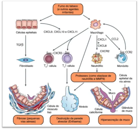 Figura  1.1  -  Células  inflamatórias  e  imunitárias  envolvidas  na  doença  pulmonar  obstrutiva  crónica  (DPOC)