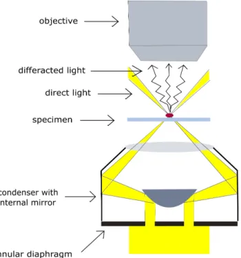 Figure 1. Scheme of nanoparticle illustration under CytoViva enhanced dark-field microscope with a  hollow cone condenser