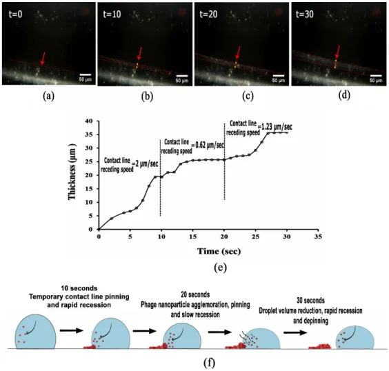 Figure 5. Sequential images derived from captured movies during drying of concentrated phage  suspension, showing (a–d) concentric ring formation at 36% of drying process, during 30 s in 10 s  intervals, using a 20× objective; (e) the contact line receding