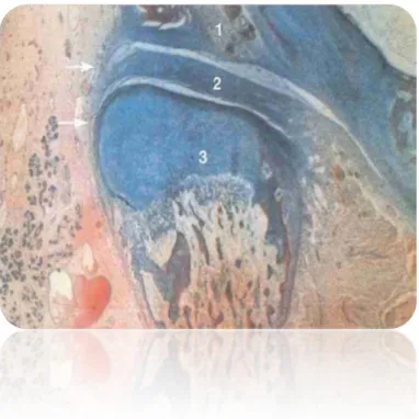 Ilustração 4-  Secção frontal da ATM na 18  semana de vida intra uterina. A fossa (1), o  disco (2) e o côndilo (3) estão totalmente  desenvolvidos sendo que posteriormente apenas  aumentam o seu tamanho (adaptado de Bumann; 