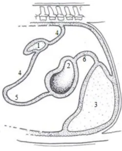 Figura 2 – Seção sagital após a rotação completa do estômago e desenvolvimento do omento maior
