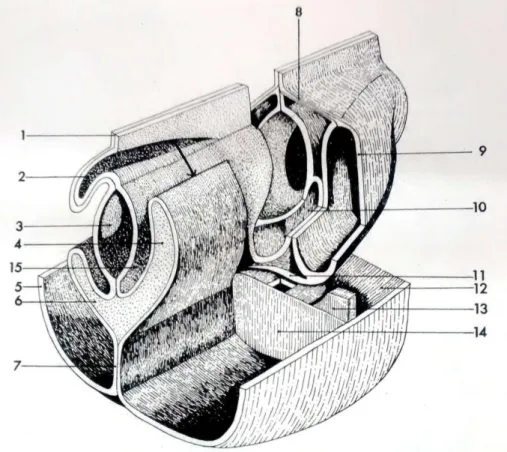 Figura 3 – Formação dos recessos da bursa omental. Adaptado de Sisson, Grossman &amp; Getty, 1986