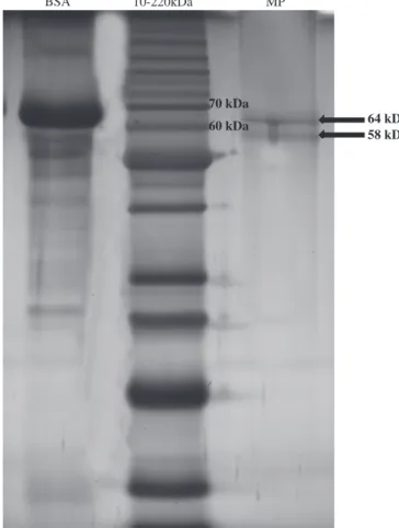 Fig. 2. SDS-PAGE proﬁle of mannoprotein extracted from cell wall of brewer's yeast (Saccharomyces uvarum) that was discarded as brewery slurry after successive  fermen-tation processes.