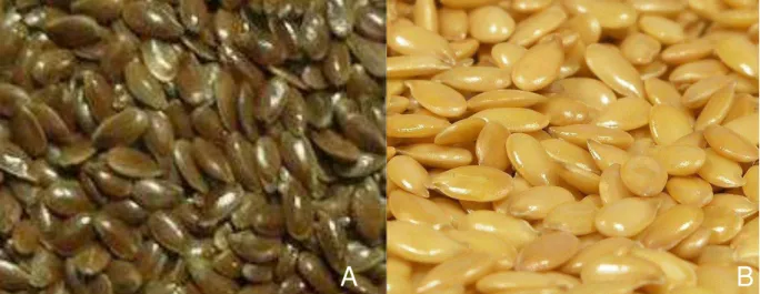 Figura 2  –  Linhaça marrom (A) e  linhaça dourada (B). 