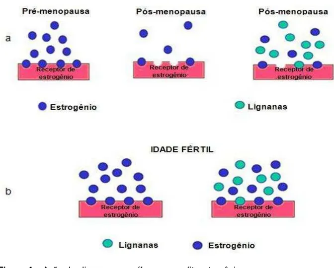 Figura 4  –  Ação das lignanas mamíferas como fitoestrogênios. 