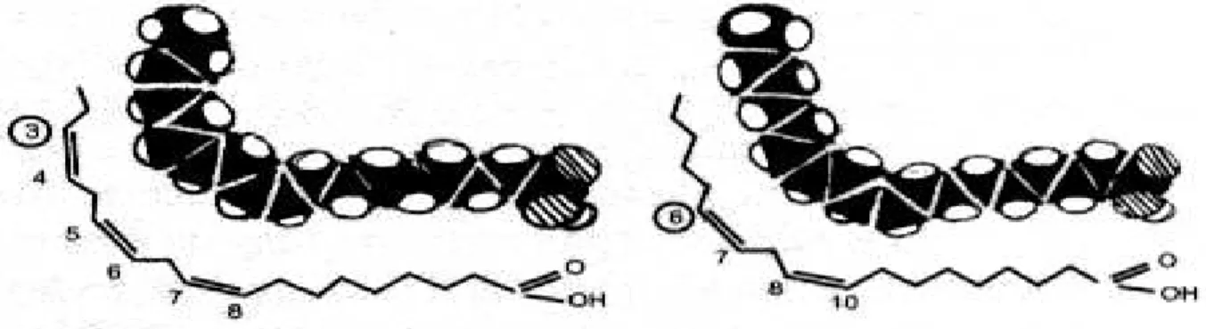 Figura 5  –  Ácidos graxos essenciais ALA (n-3) e AL (n-6) e suas conformações cis. 