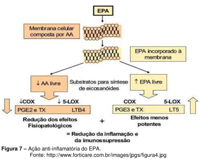 Figura 7  –  Ação anti-inflamatória do EPA. 