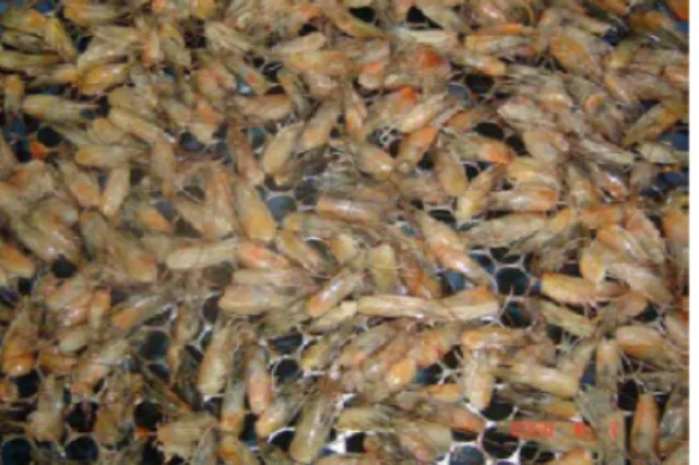Figura 5 – Subprodutos (cefalotórax) do beneficiamento do camarão Litopenaeus vannamei 