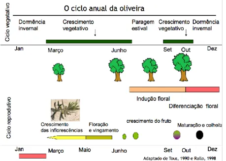 Figura 14 – Ciclo Anual Vegetativo da Oliveira. Adaptado de Tous, 1990 e Rallo, 1998 