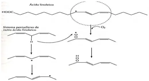 Figura 3.8: Etapa de propagação da oxidação de lipídeos para o ácido linoleico.  