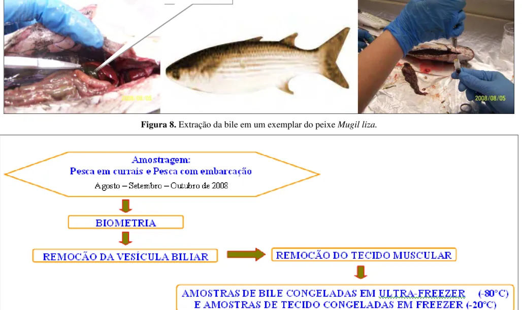 Figura 9. Fluxograma das etapas de amostragem e processamento das amostras de Mugil liza da Baía de Guanabara
