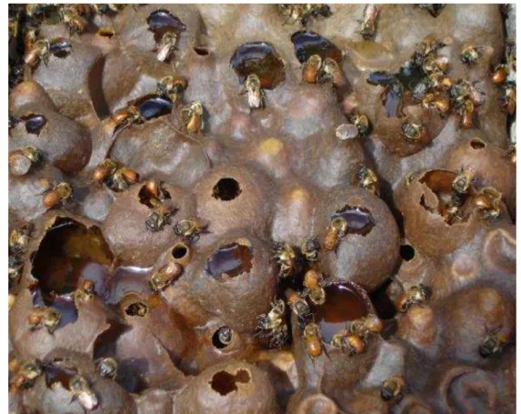 Figura 2 - Operárias de Melipona seminigra merrillae alimentando-se nos potes de mel 