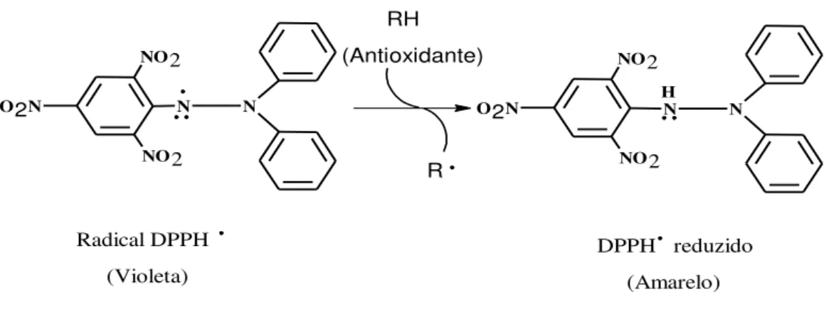 Figura  6  -  Esquema  de  reação  entre  o  Radical  1,1-difenil-2-picril-hidrazil  (DPPH • )  e  um  antioxidante  NNNO2 NO 2O2N N NNO2NO 2O2N H       RH(Antioxidante) R DPPH   reduzido      (Amarelo)    Radical DPPH         (Violeta)
