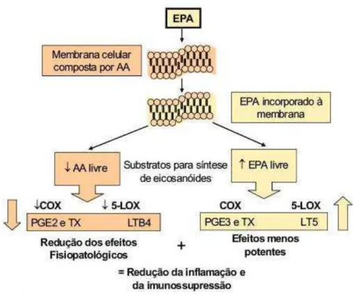 Figura 3  – Mecanismo anti-inflamatório exercido por EPA. 