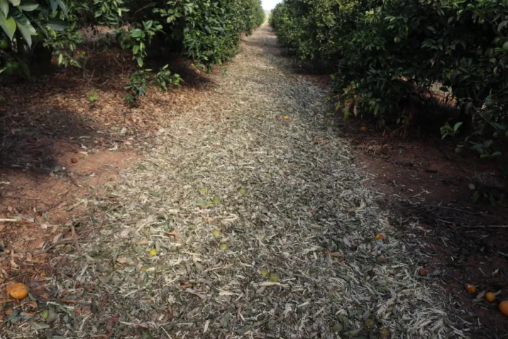 Figure 4 - Crunched pruned branches between tree lines. 
