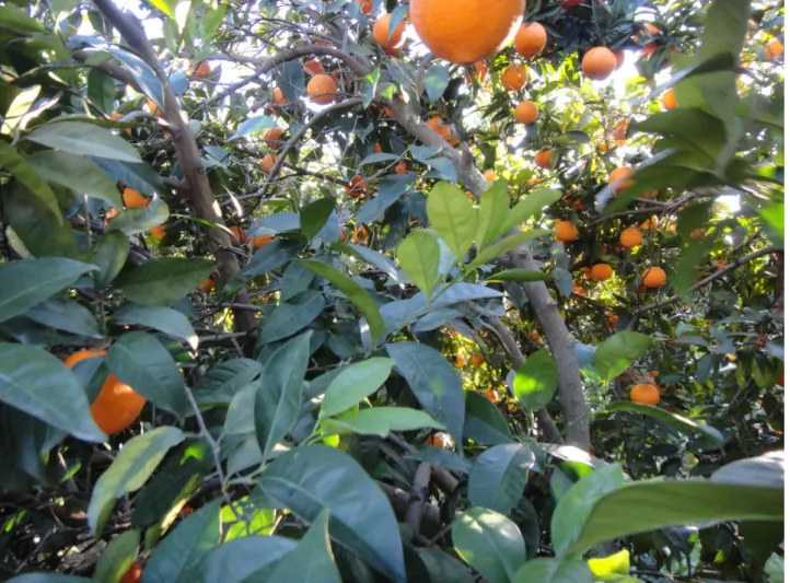 Figure 1 – Good fruit production inside the canopy on a ‘Washington Navel’ orange tree, pruned to improve  tree aeration and lighting