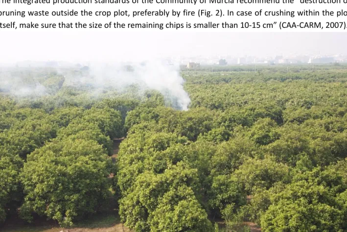 Figure 2 - Burning pruning waste inside a citrus orchard. 