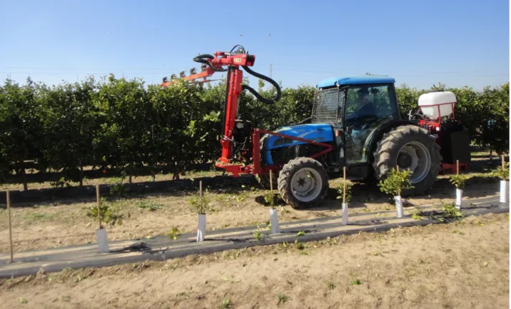 Figure 3 - Mechanical pruning of an experimental super intensive citrus orchard. 