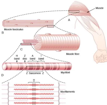Figure 2. Muscle myofibrils, adapted from Guyton &amp; Hall (2006) 