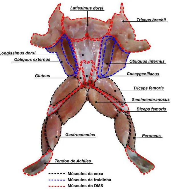 Figura 1 - Músculos que fazem partes dos cortes: coxa, fraldinha e DMS. 