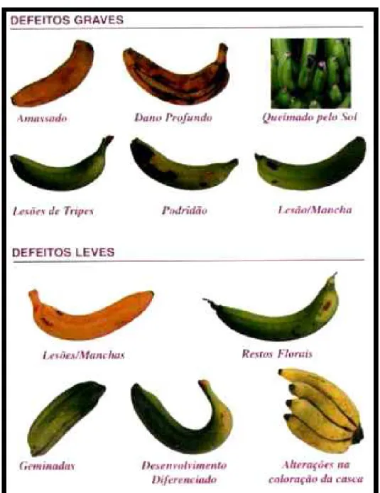 Figura 3.7 − Classificação de defeitos graves e leves na casca da banana. 