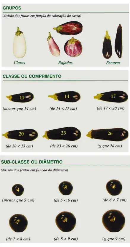 Figura 1  –  Classificação comercial da berinjela  Fonte: (Moreira; Trani; Tivelli, 2006) 