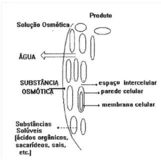Figura 2  –  Transferência de massa durante a desidratação osmótica  Fonte: (DELA CRUZ, 1998) 