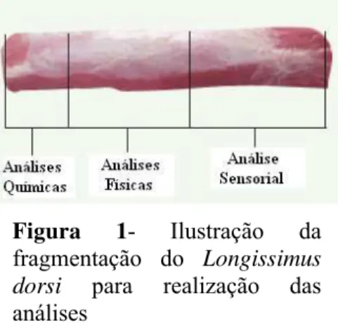 Figura  1- Ilustração  da  fragmentação  do  Longissimus  dorsi para  realização  das  análises