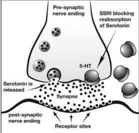 Figura 3 - Mecanismo de acção da serotonina e dos ISRS (Nature, 2005). 