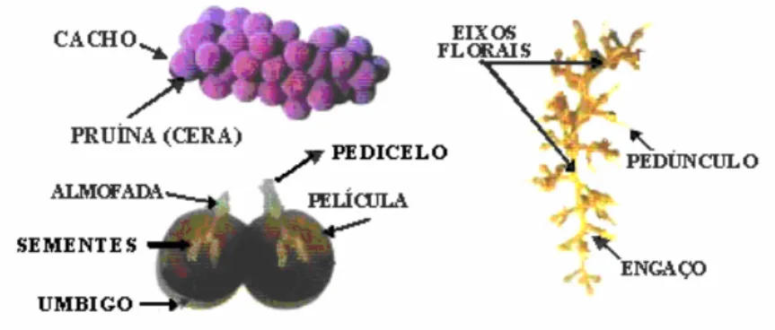 FIGURA 2. Morfologia do cacho de uvas.