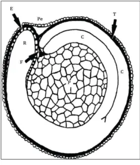 Figura  1.  Representação  esquemática  do  corte  longitudinal  do  grão  de  quinoa  onde  E: 